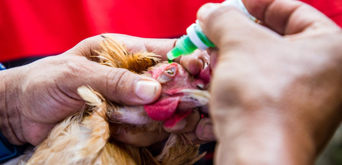 El ministerio de Agricultura y Ganadería refuerza medidas zoosanitarias para prevenir la influenza aviar