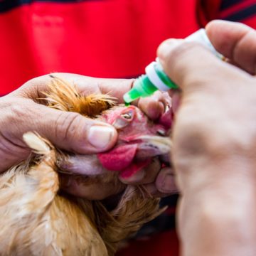 El ministerio de Agricultura y Ganadería refuerza medidas zoosanitarias para prevenir la influenza aviar