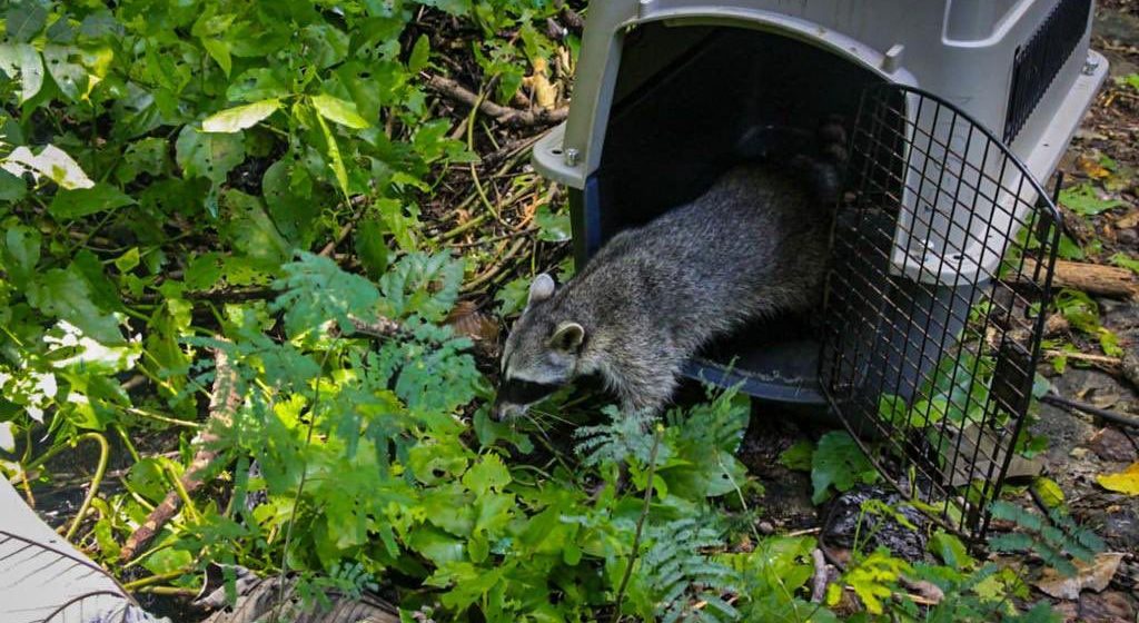 Animales silvestres que fueron atendidos por Medio Ambiente son devueltos a su área natural