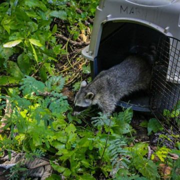 Animales silvestres que fueron atendidos por Medio Ambiente son devueltos a su área natural