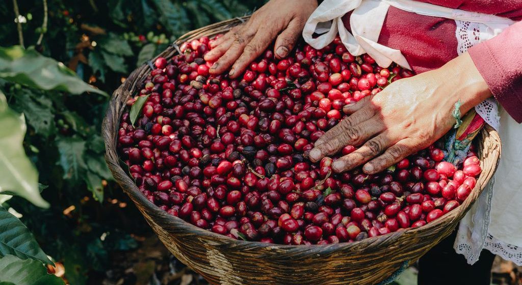 Tostadoras de Estados Unidos buscan introducir a su mercado café de El Salvador