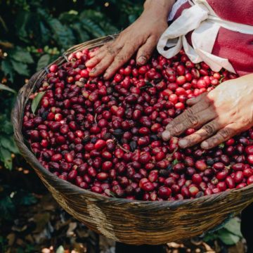 Tostadoras de Estados Unidos buscan introducir a su mercado café de El Salvador
