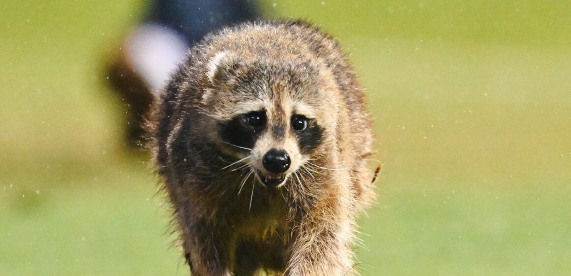 Viral: un mapache invade un estadio mientras se jugaba partido en la MLS