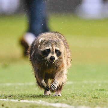 Viral: un mapache invade un estadio mientras se jugaba partido en la MLS