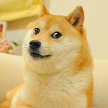 Muere Kabuso, la famosa perrita japonesa que inspiró el meme Doge y la criptomoneda Dogecoin