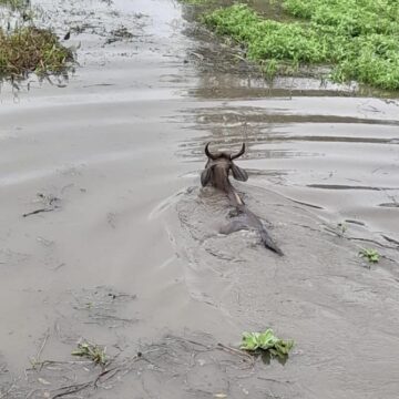 Rescatan a ganado arrastrado por inundación en San Miguel