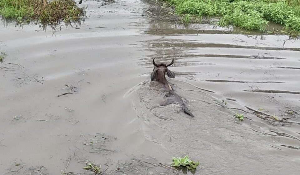 Rescatan a ganado arrastrado por inundación en San Miguel