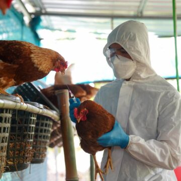 Conoce las recomendaciones de la OMS ante la Influenza Aviar H5N2