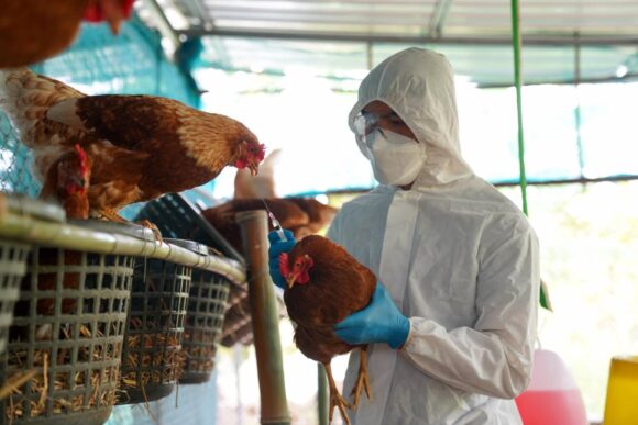 Conoce las recomendaciones de la OMS ante la Influenza Aviar H5N2