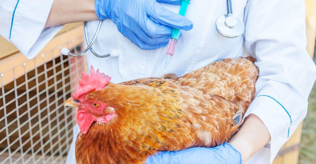 OMS confirma primera muerte humana por gripe aviar H5N2