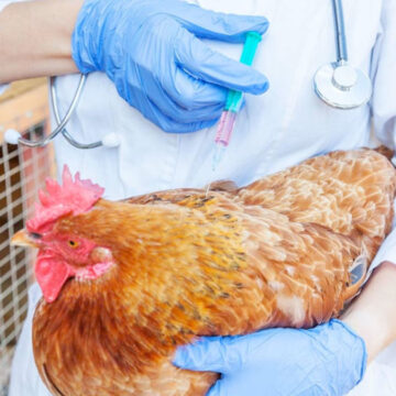 OMS confirma primera muerte humana por gripe aviar H5N2