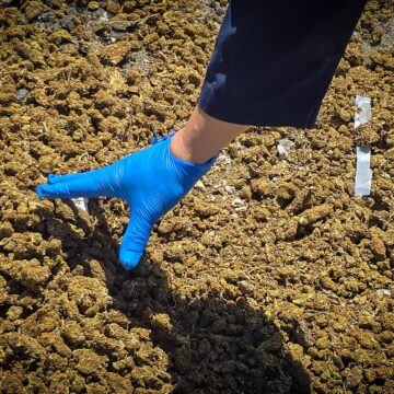 Destruyen droga incautada en 14 casos distintos