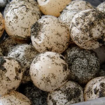 Condenan a hombre por extracción ilegal de huevos de tortuga en La Libertad