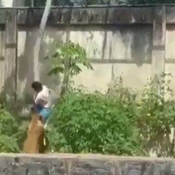 Adolescente muere tras ingresar al recinto de leones en zoológico de Brasil