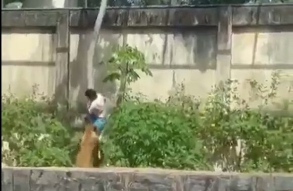 Adolescente muere tras ingresar al recinto de leones en zoológico de Brasil