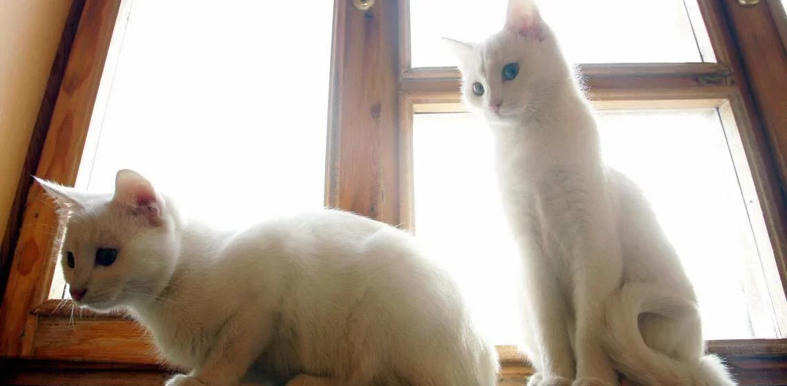 Pagó $25,000 por clonar a su gato y descubrió que no era el mismo