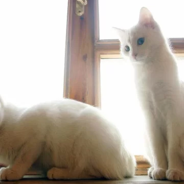 Pagó $25,000 por clonar a su gato y descubrió que no era el mismo