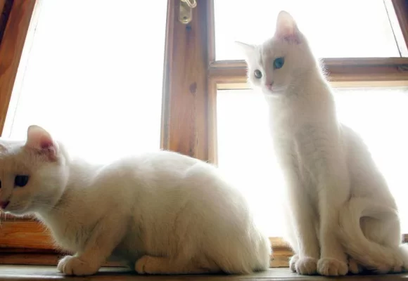 Pagó $25,000 por clonar a su gato y descubrió que no era el mismo