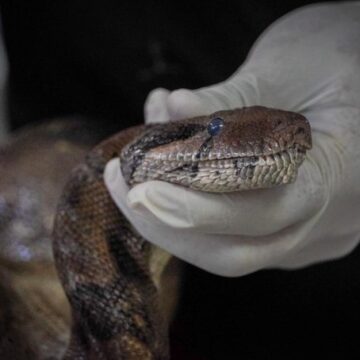 Medio Ambiente recata una mazacuata herida