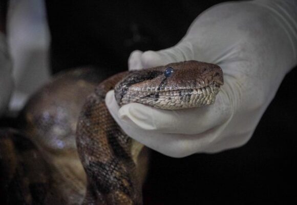 Medio Ambiente recata una mazacuata herida