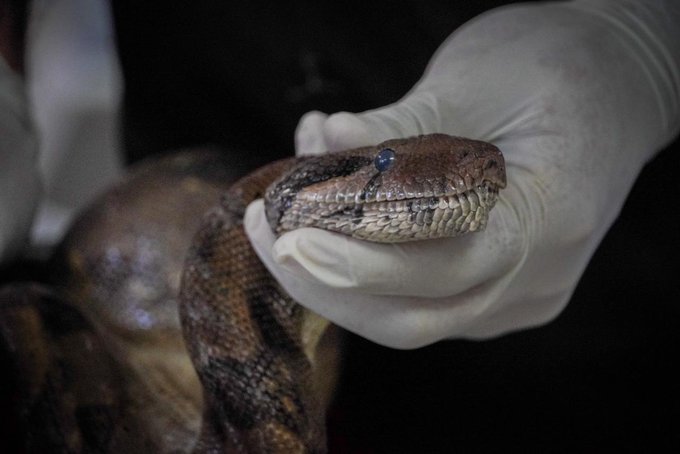 Medio Ambiente recata una mazacuata herida