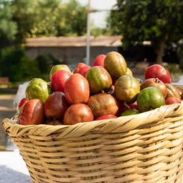 San Lorenzo celebrará el Festival del Jocote Barón Rojo
